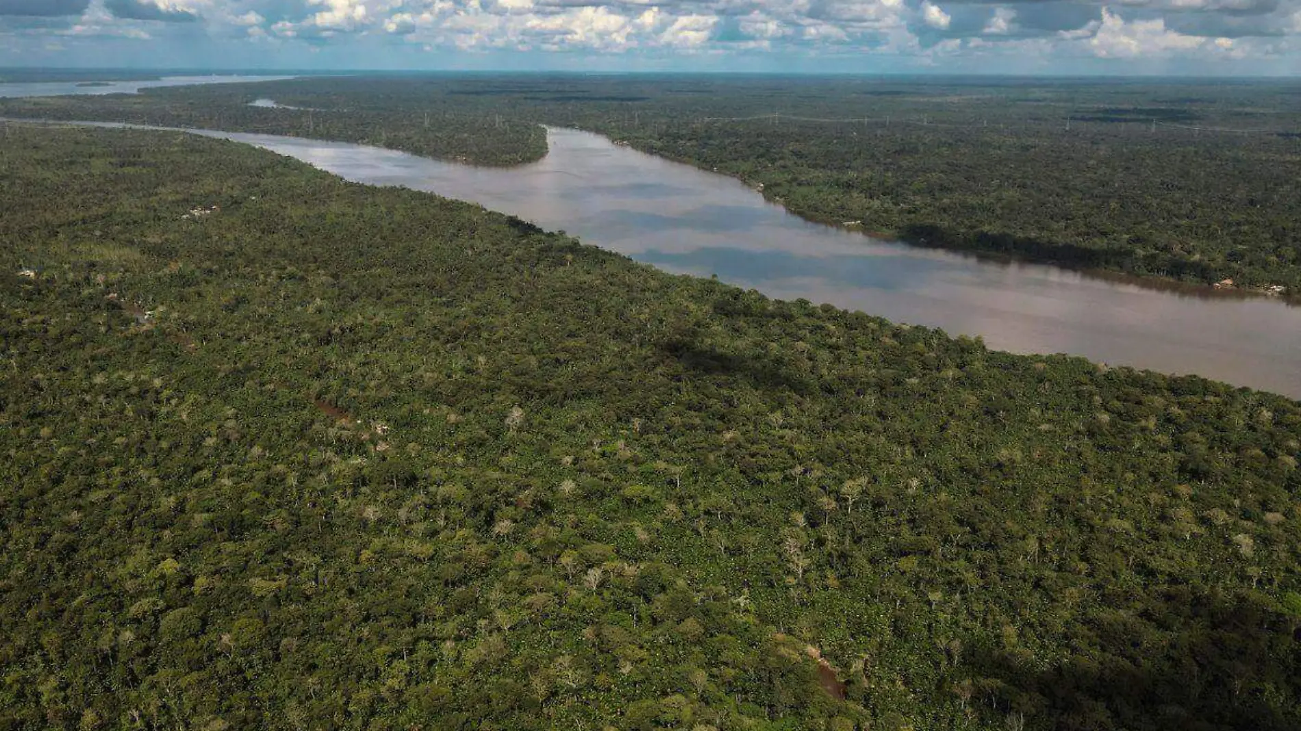 IA de Google, al rescate de la Amazonia cómo logrará evitar la tala ilegal